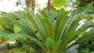 Sago - production and properties of palm and artificial groats;  its benefits and harms;  recipes for cooking porridge (including in a slow cooker)