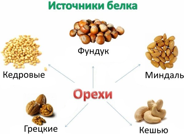 Орехи белок. Белок в орехах. В орехах много белка. Орехи источник белка. Белок в орехах содержание.